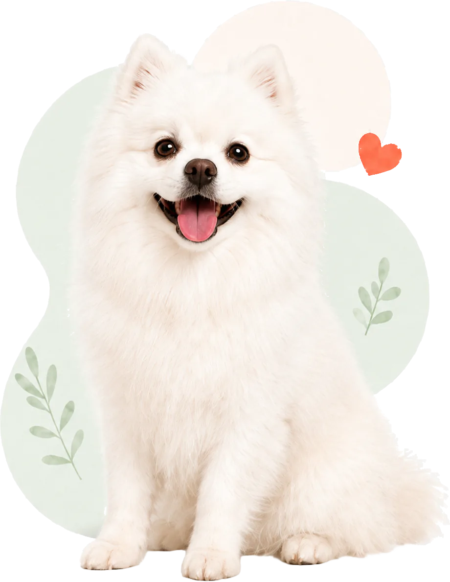 รูปสินค้า กระเป๋าเดินทางสัตว์เลี้ยง