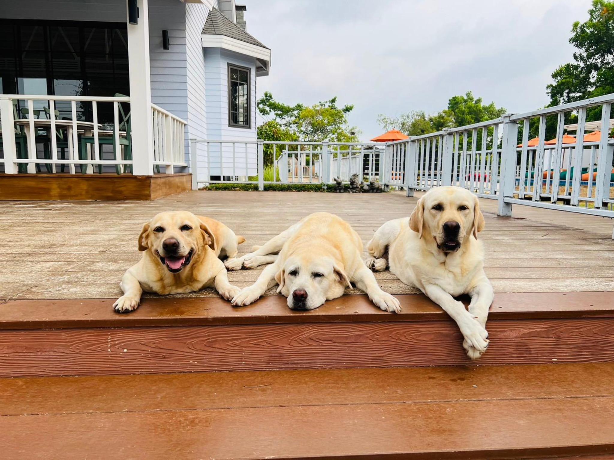 For Paws Dog Camp — ภาพที่ 5