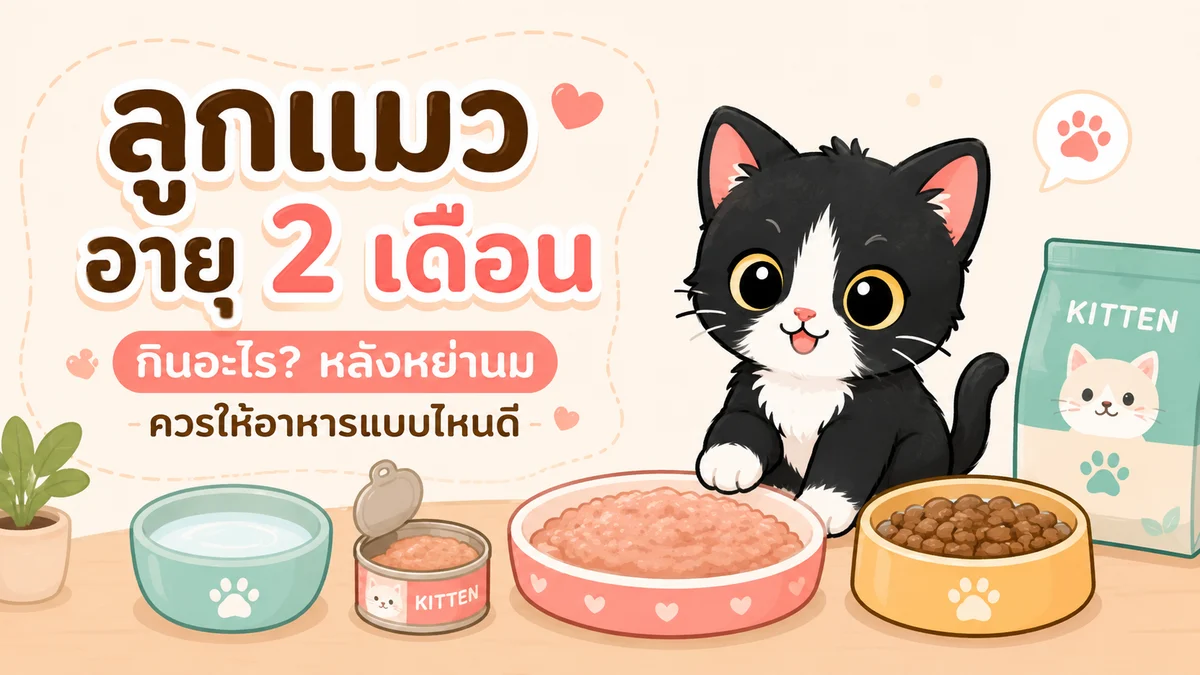 ภาพประกอบบทความ ลูกแมวอายุ 2 เดือนกินอะไร? หลังหย่านมควรให้อาหารแบบไหนดี