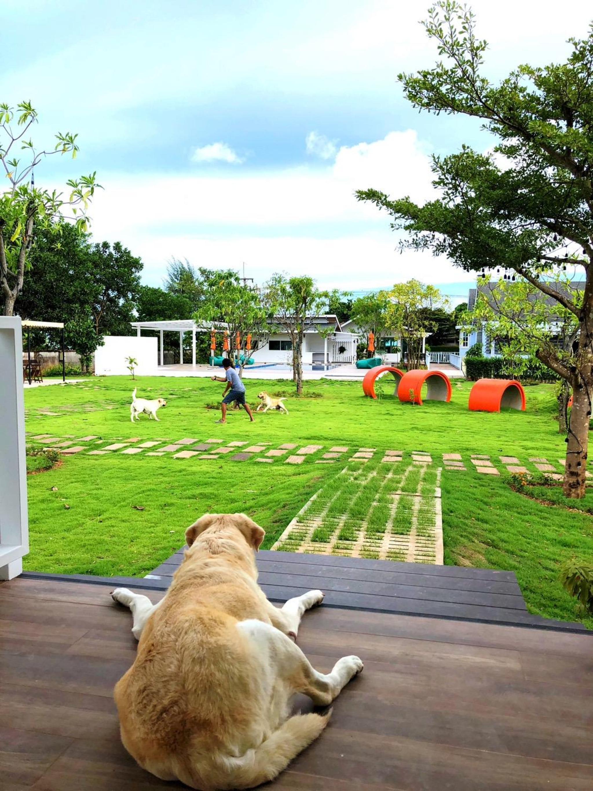 For Paws Dog Camp — ภาพที่ 2