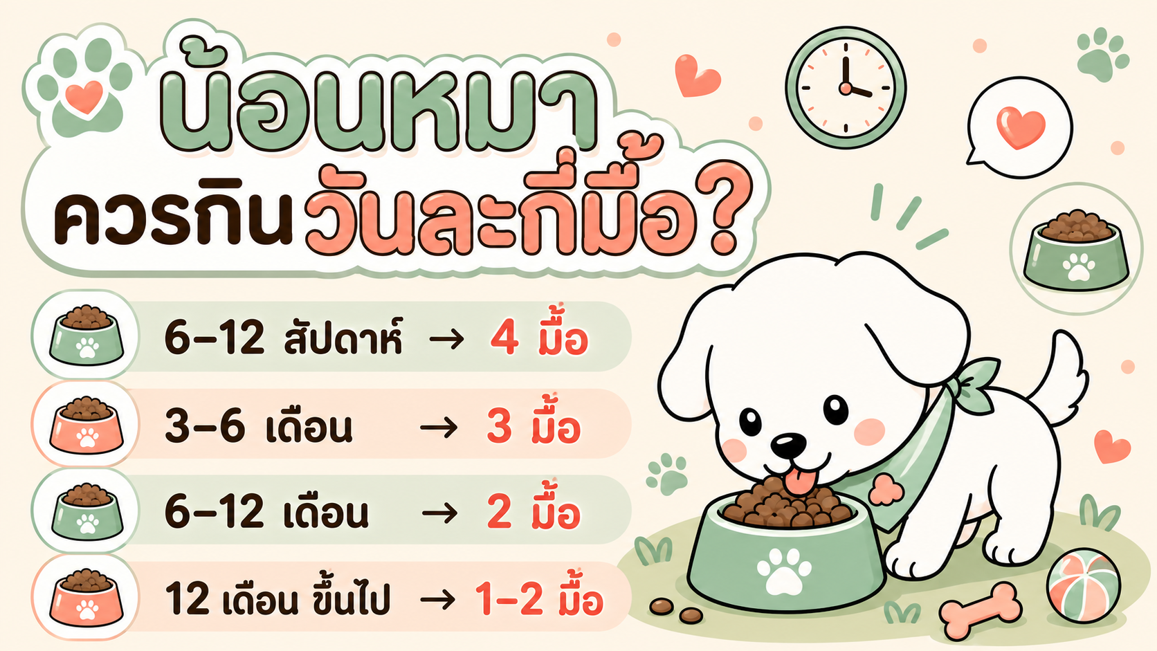 ภาพประกอบบทความ น้อนหมาควรกินวันละกี่มื้อ? ดูตามอายุ